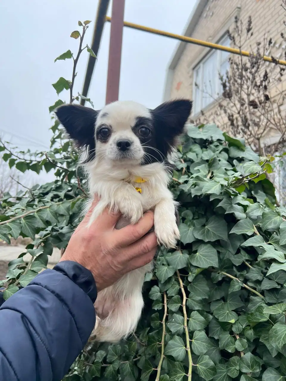 Щенки чихуахуа от 2 месяцев до года - Собаки (Животные) в Орск-Новотроицк