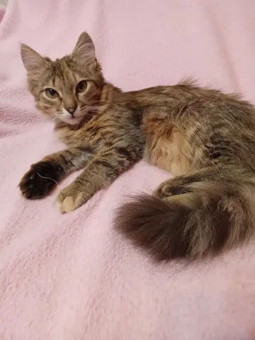 Кошка ищет дом в Новотроицке и Орске - Животные в Новотроицк