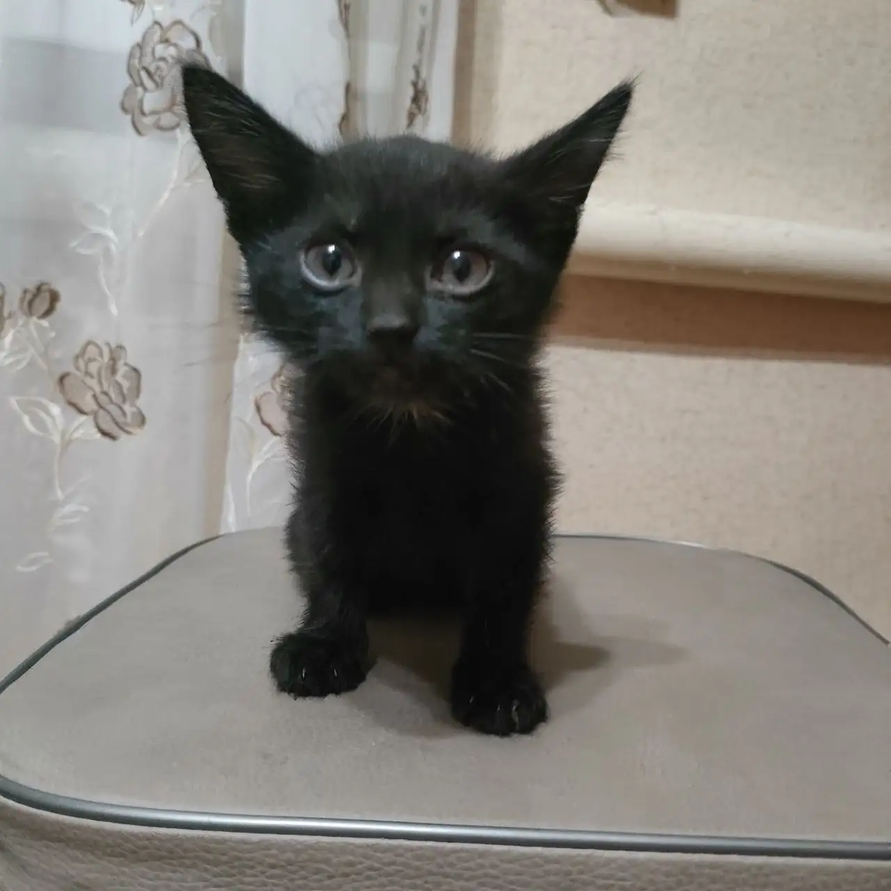 Девочка. Отдадим в хорошие руки - Собаки (Животные) в Орск