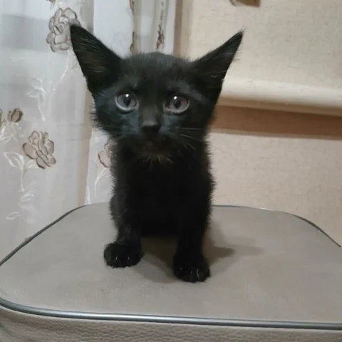 Девочка. Отдадим в хорошие руки - Животные в Орск