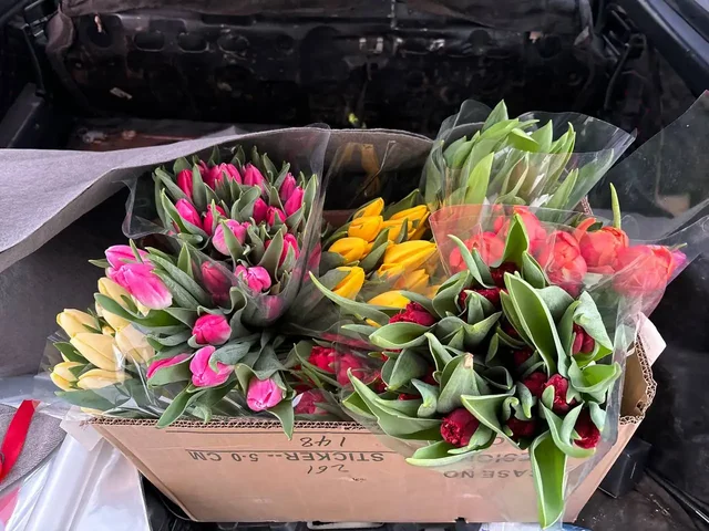 Продам тюльпаны с бесплатной доставкой - Хобби и отдых в Орск