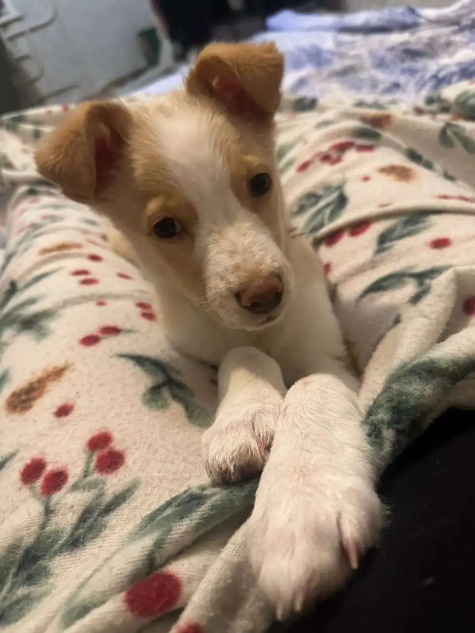 Отдам даром собаку - Собаки (Животные) в Орск-Новотроицк