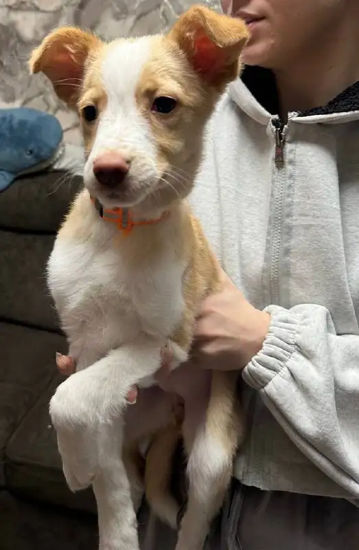 Отдам даром собаку - Собаки (Животные) в Орск-Новотроицк