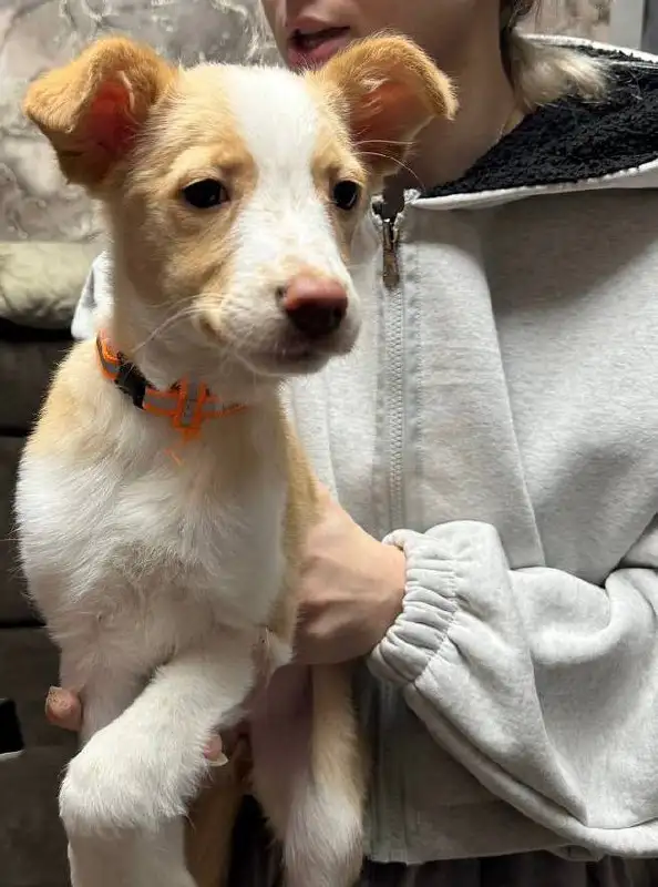 Отдам даром собаку - Собаки (Животные) в Орск-Новотроицк