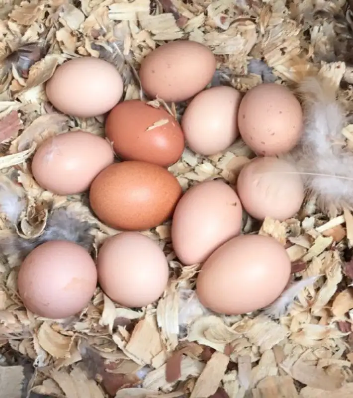 Продажа домашних яиц - Продукты питания (Барахолка) в Орск