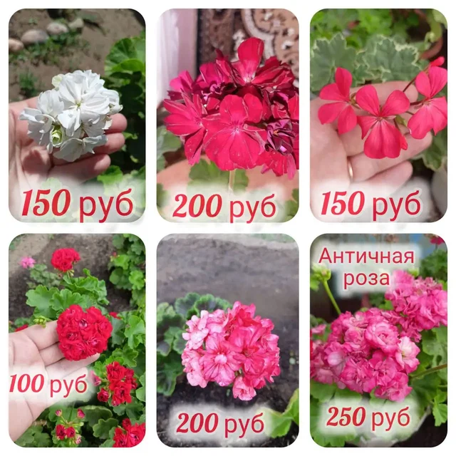 Укоренённые черенки пеларгоний - Спортивные товары в Орск-Новотроицк