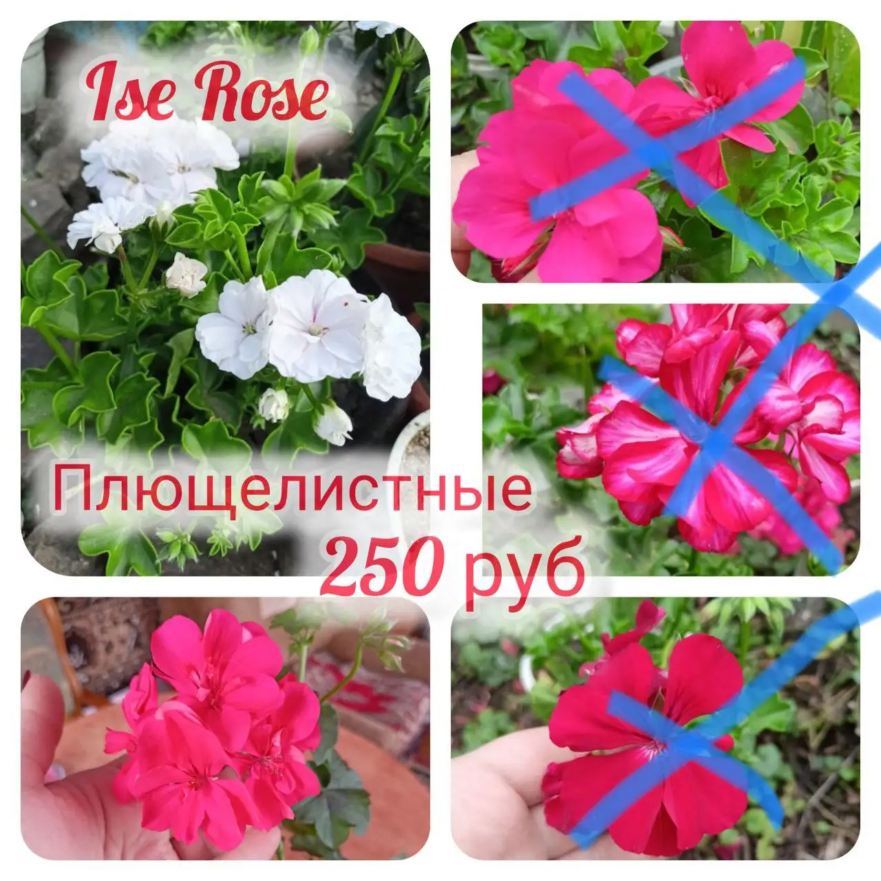 Укоренённые черенки пеларгоний - Растения (Хобби и отдых) в Орск-Новотроицк