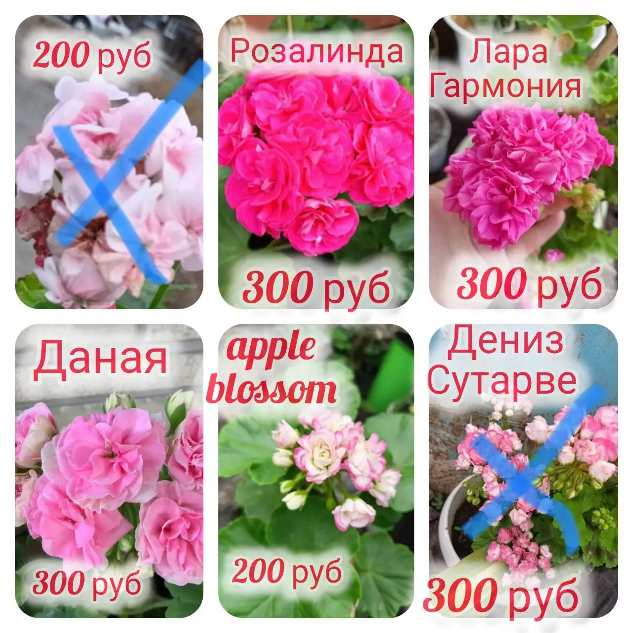 Укоренённые черенки пеларгоний - Растения (Хобби и отдых) в Орск-Новотроицк