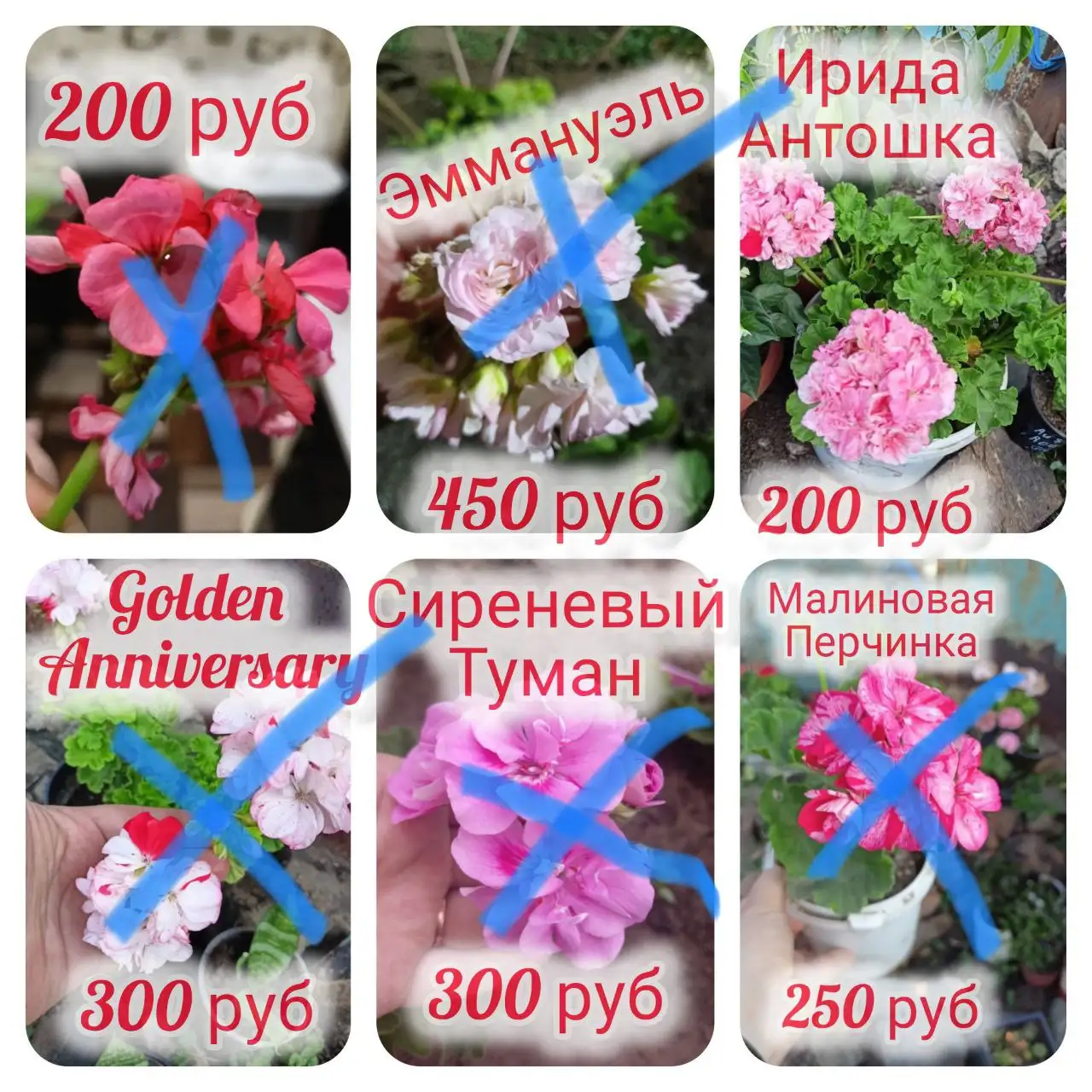 Укоренённые черенки пеларгоний - Растения (Хобби и отдых) в Орск-Новотроицк