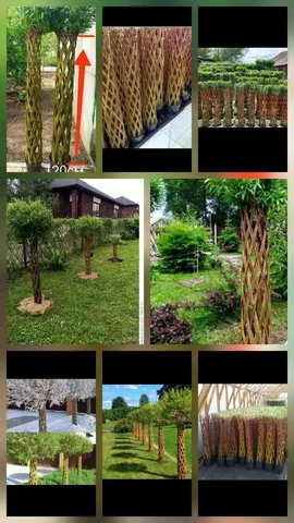 Живое плетенное дерево - Хобби и отдых в Орск