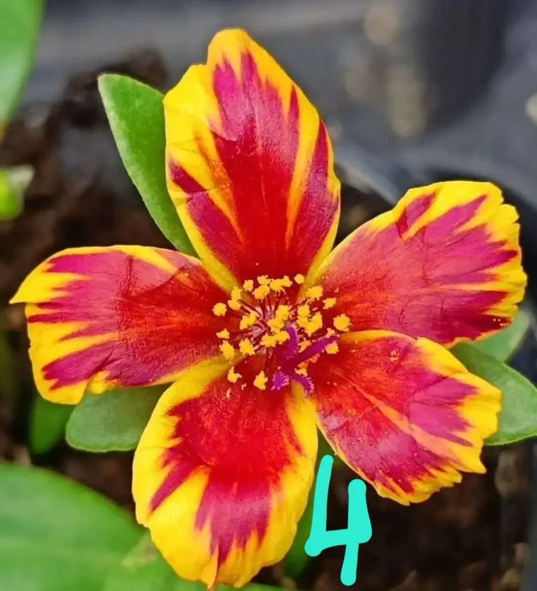 Продажа укорененных черенков вегетативных растений - Растения (Хобби и отдых) в Орск