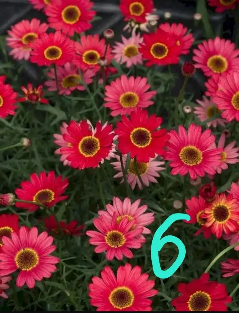 Продажа укорененных черенков вегетативных растений - Растения (Хобби и отдых) в Орск