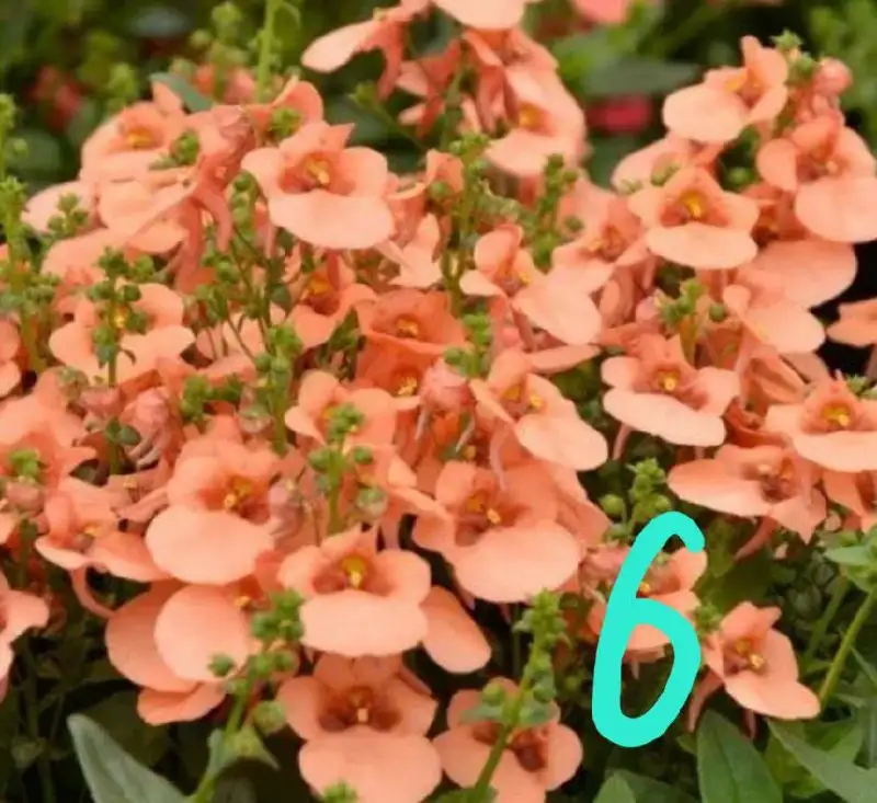 Продажа укорененных черенков вегетативных растений - Растения (Хобби и отдых) в Орск