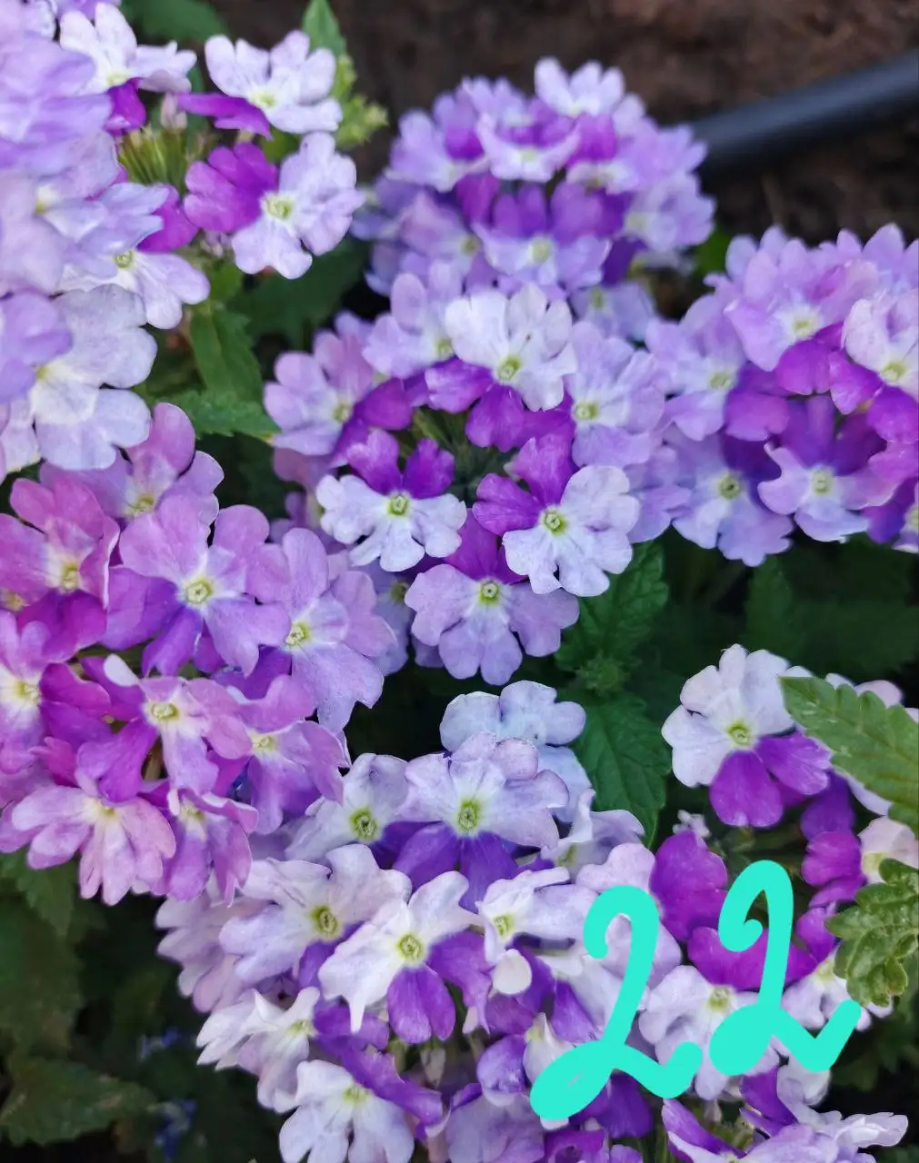 Продажа укорененных черенков вегетативных растений - Растения (Хобби и отдых) в Орск