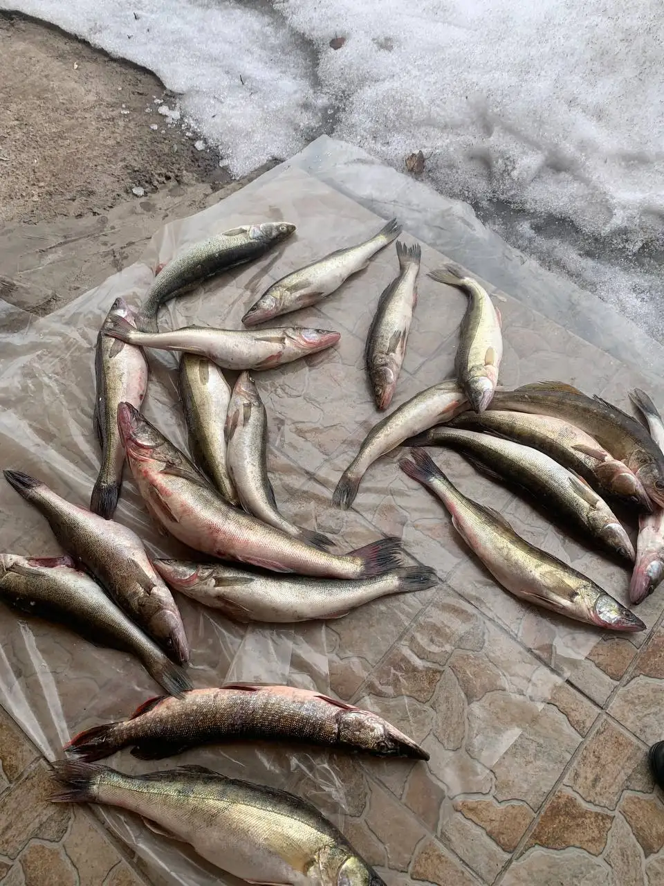 Свежий судак под заказ - Продукты питания (Барахолка) в Новотроицк