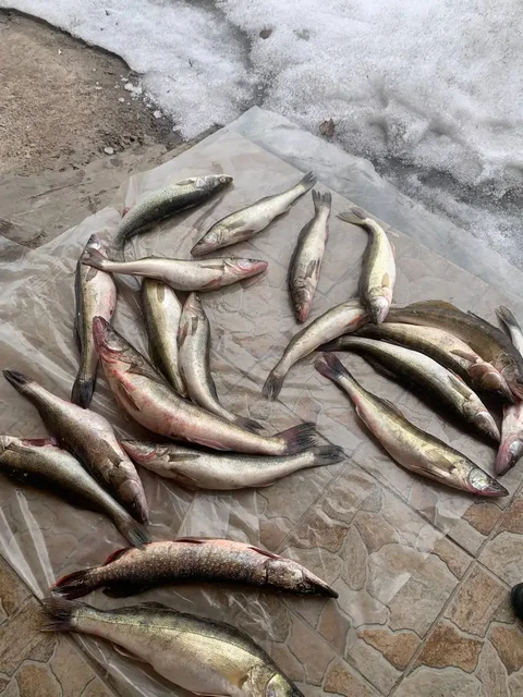 Свежий судак под заказ - Совместные закупки в Новотроицк