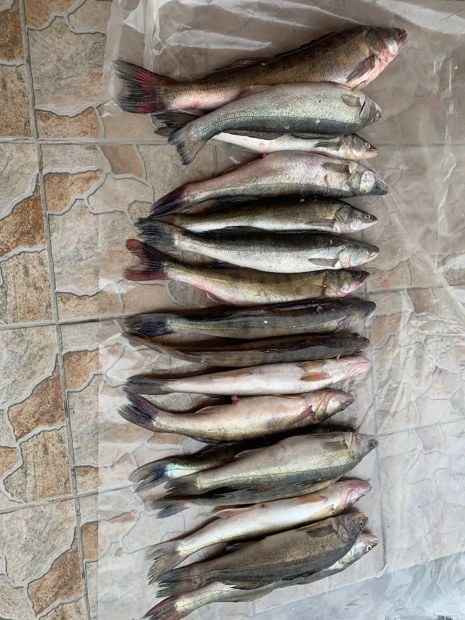 Свежий судак под заказ - Продукты питания (Барахолка) в Новотроицк