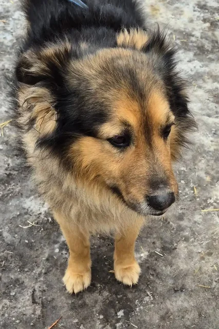 Пристройство пса Пирата в Орске - Животные в Орск