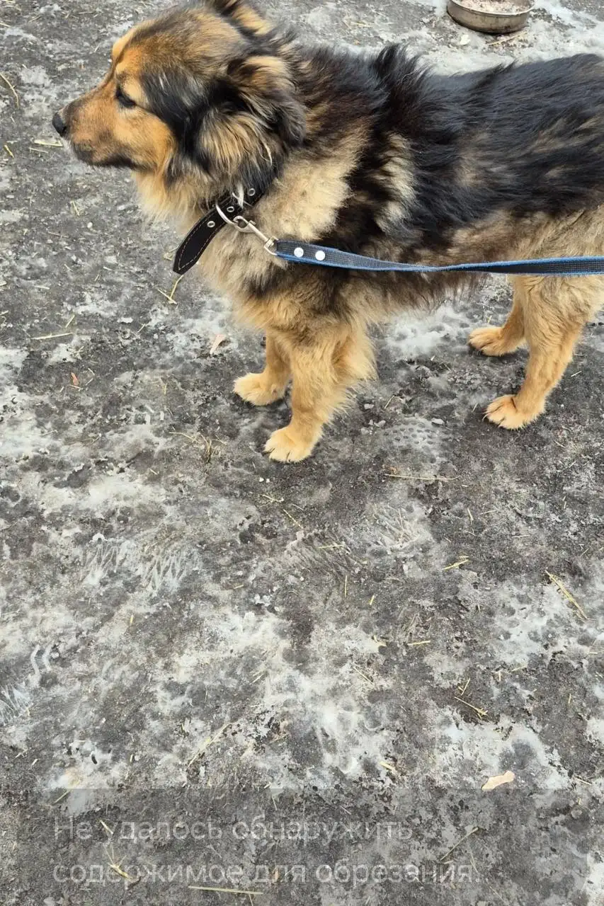 Пристройство пса Пирата в Орске - Собаки (Животные) в Орск