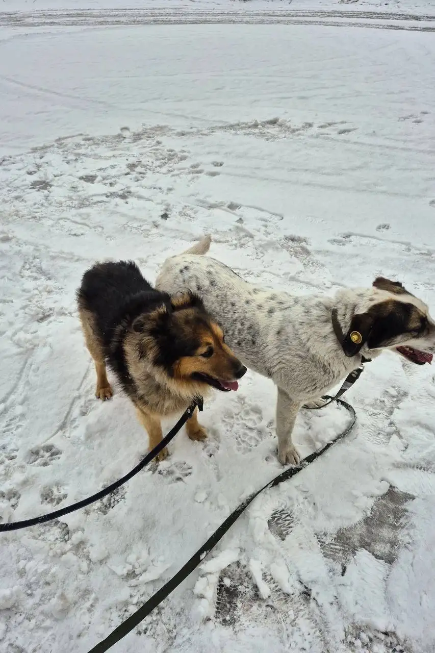 Пристройство пса Пирата в Орске - Собаки (Животные) в Орск