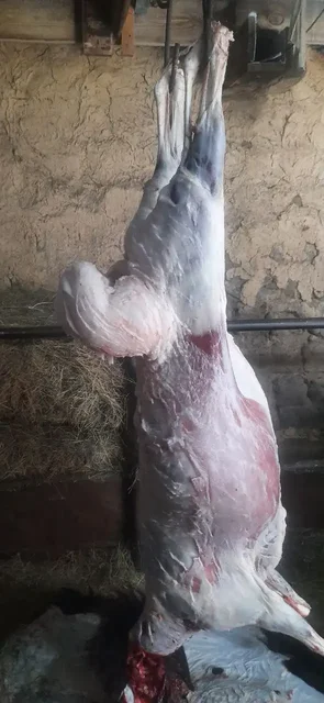 Продам баранов - частное объявление в Орск-Новотроицк