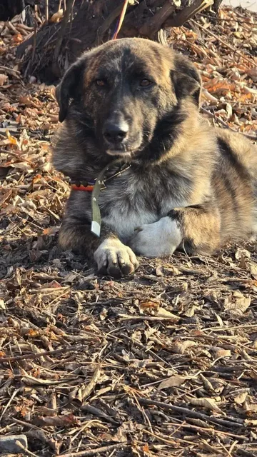 Ефимка: корги-стайл и море обаяния в поисках дома - Животные в Орск-Новотроицк