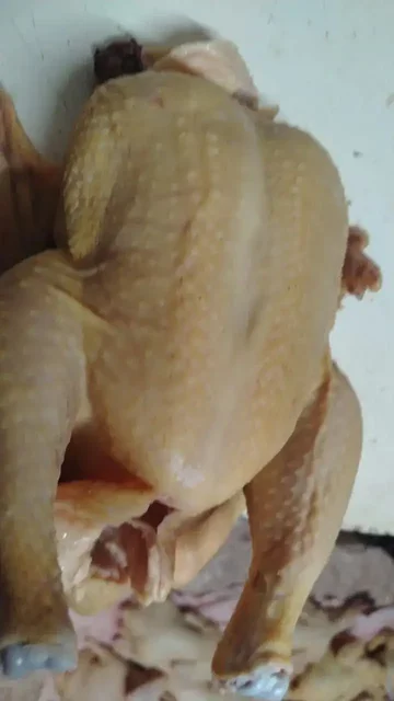 Продажа кур молодок и бройлеров в Орске-Новотроицке - частное объявление в Орск-Новотроицк