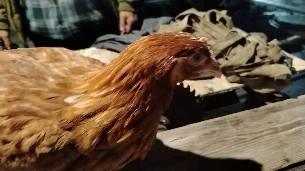 Продажа кур молодок и бройлеров в Орске - Птица (Животные) в Орск