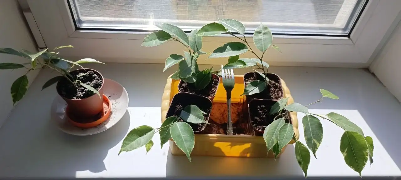 Фикус в горшке - Растения (Хобби и отдых) в Орск-Новотроицк