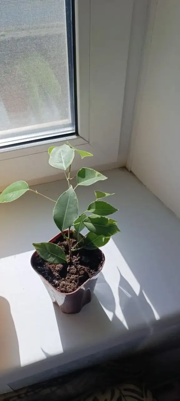 Фикус в горшке - Растения (Хобби и отдых) в Орск-Новотроицк