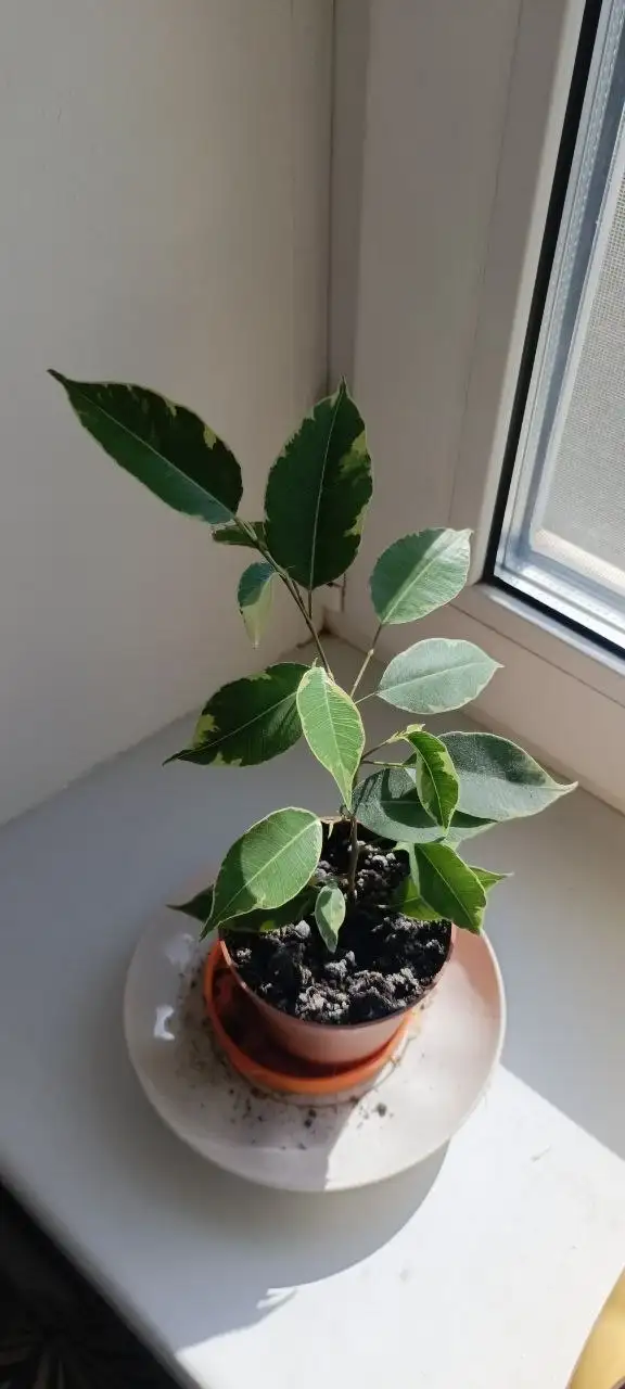 Фикус в горшке - Растения (Хобби и отдых) в Орск-Новотроицк