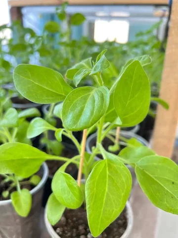 Рассада цветов Петунии и Астры - Роликовые коньки в Орск