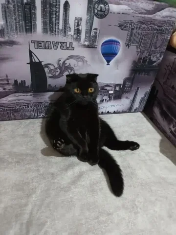 Маленькая черная пантера ищет дом! - Корма в Орск