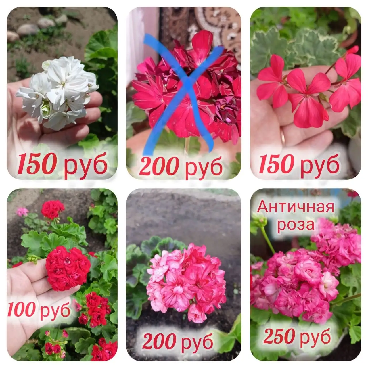 Продам укоренённые черенки пеларгоний - Растения (Хобби и отдых) в Орск