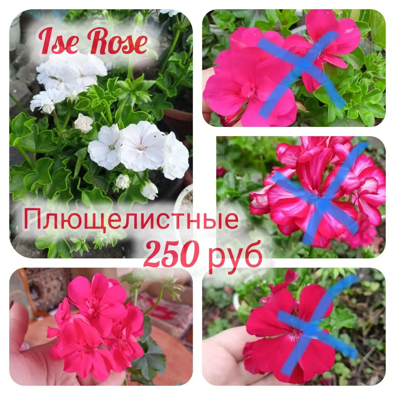 Продам укоренённые черенки пеларгоний - Растения (Хобби и отдых) в Орск