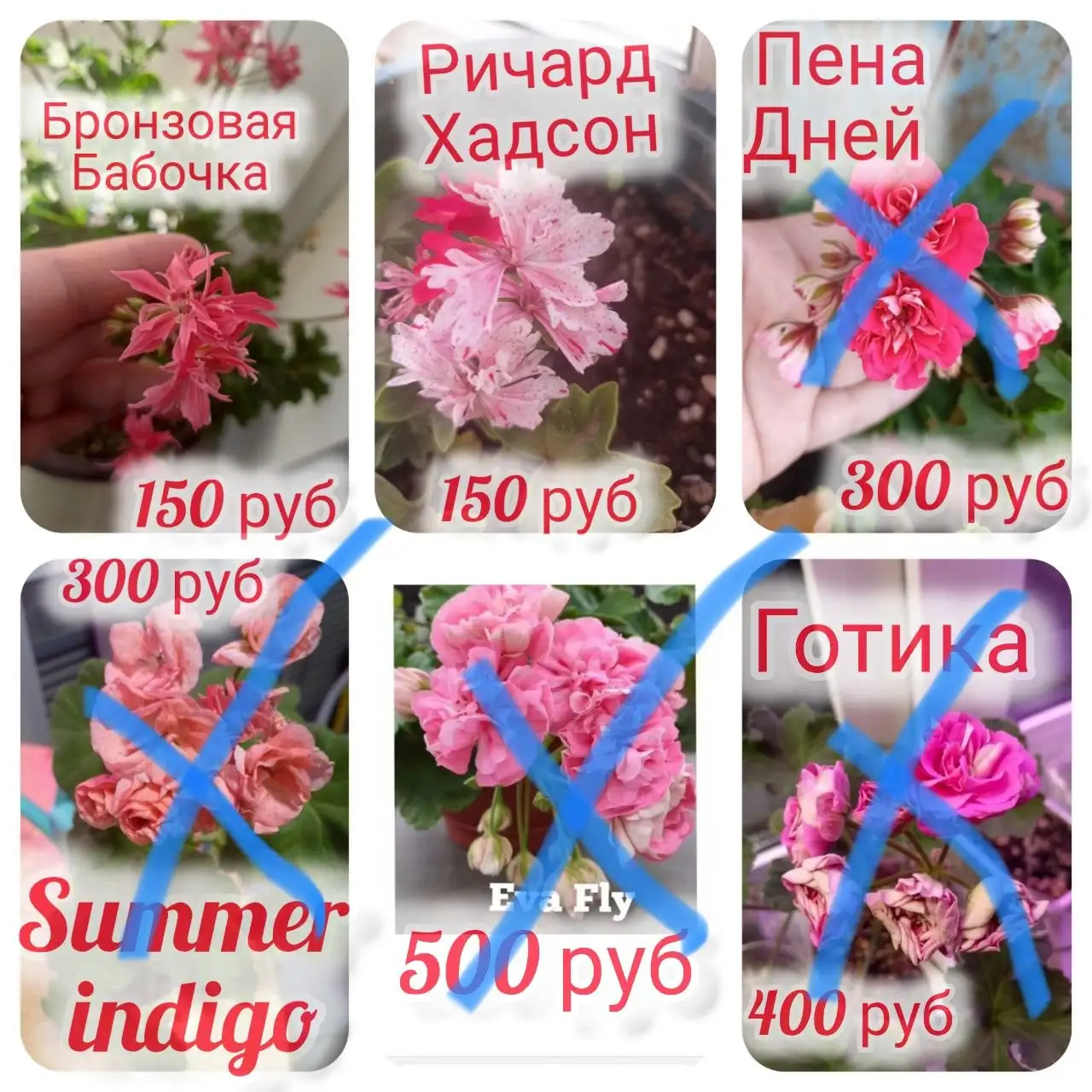 Продам укоренённые черенки пеларгоний - Растения (Хобби и отдых) в Орск