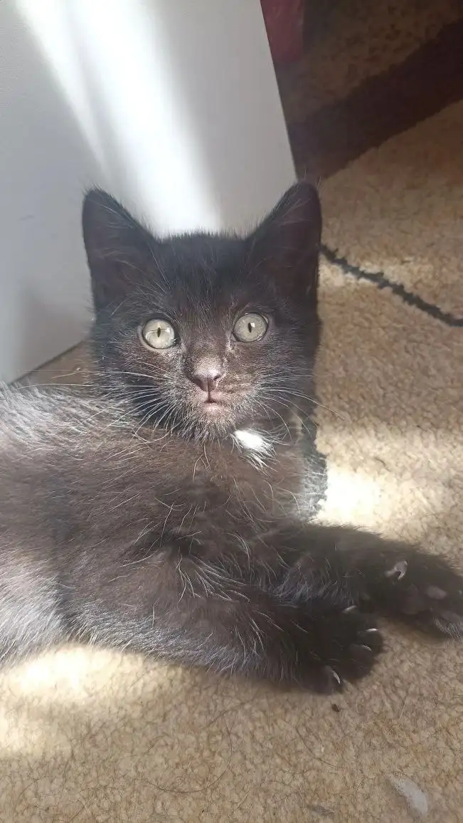 Котята ищут дом или передержку - Котята (Животные) в Орск