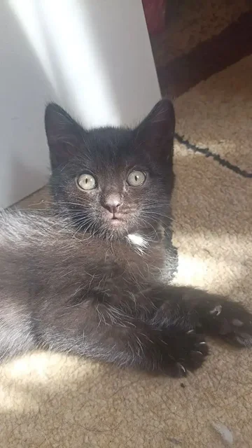 Котята ищут дом или передержку - Корма в Орск