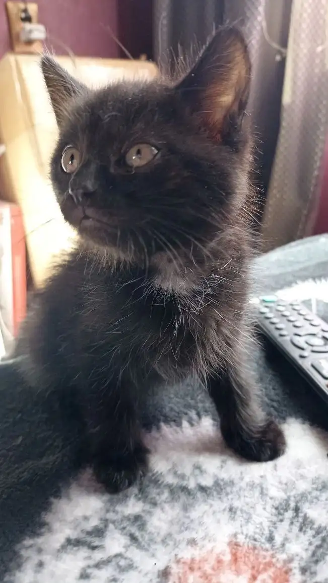 Котята ищут дом или передержку - Котята (Животные) в Орск