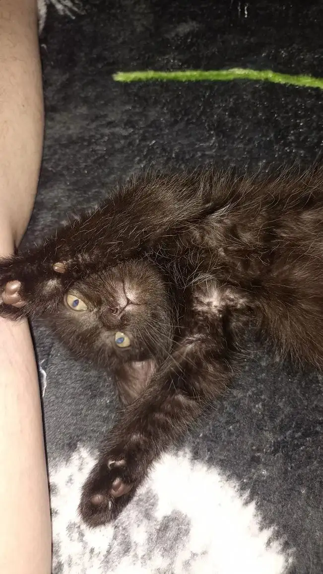 Котята ищут дом или передержку - Котята (Животные) в Орск