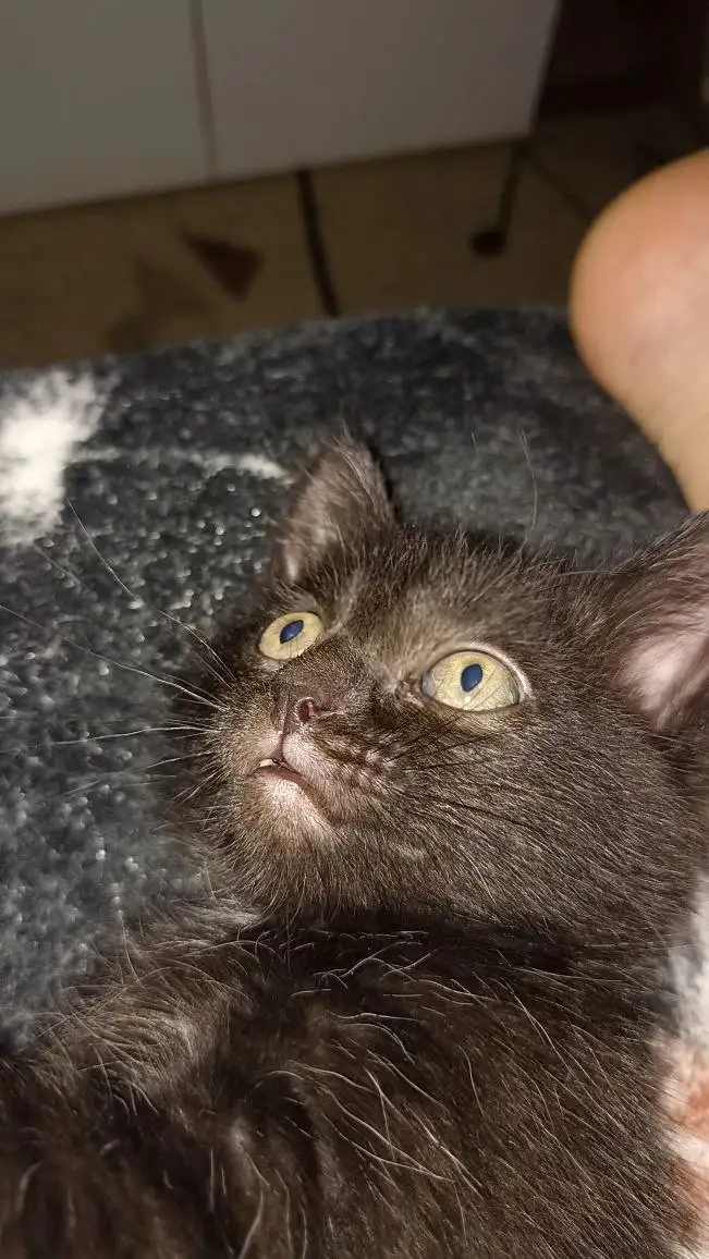 Котята ищут дом или передержку - Котята (Животные) в Орск