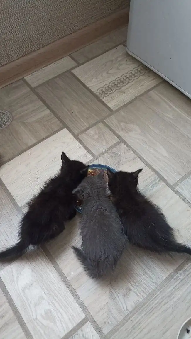 Котята ищут дом или передержку - Котята (Животные) в Орск