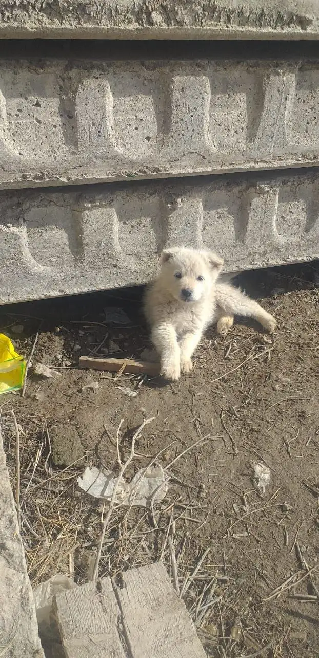 Щенки ищут дом - Собаки (Животные) в Орск-Новотроицк