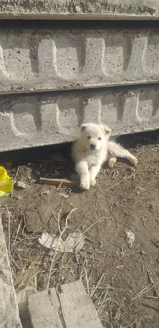 Щенки ищут дом - Собаки в Орск-Новотроицк