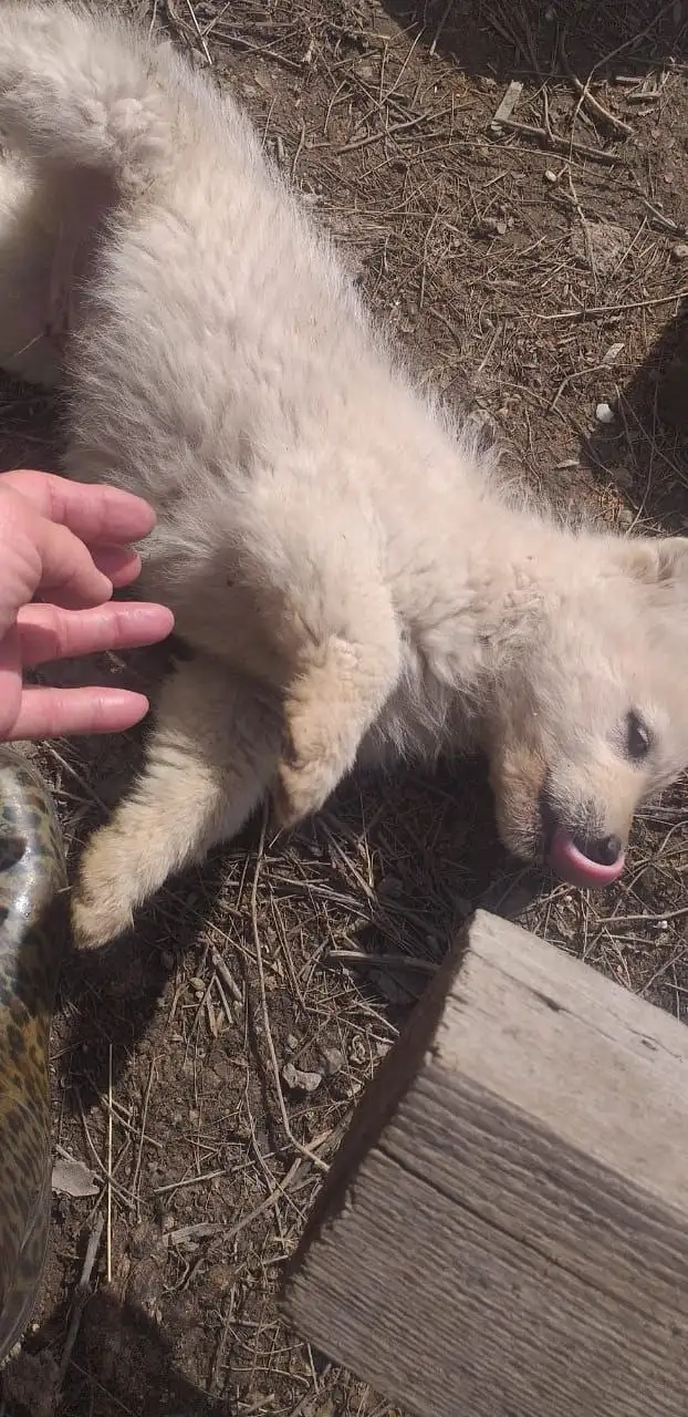 Щенки ищут дом - Собаки (Животные) в Орск-Новотроицк