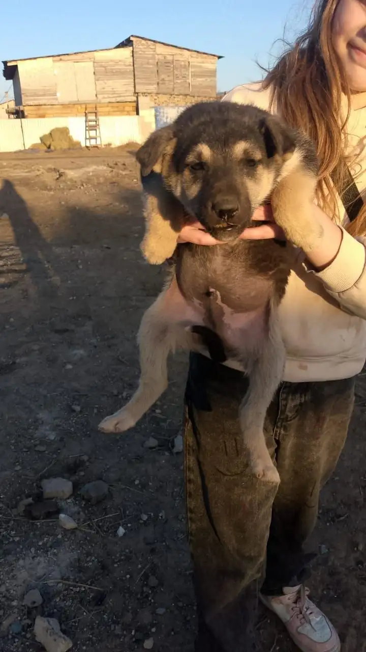 Щенки ищут дом - Собаки (Животные) в Орск-Новотроицк