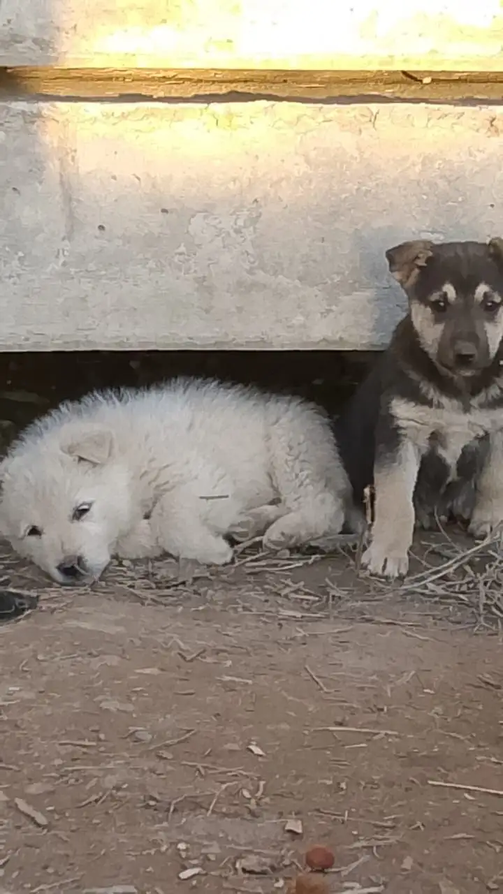 Щенки ищут дом - Собаки (Животные) в Орск-Новотроицк