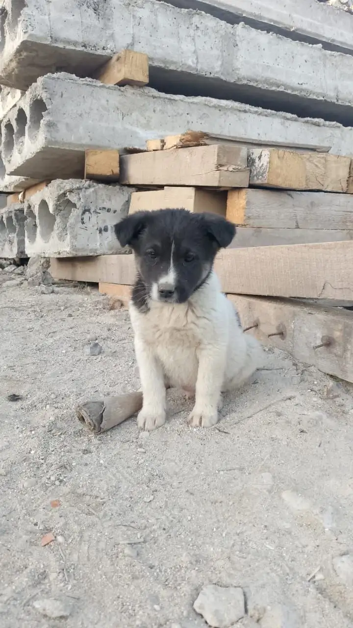 Щенки ищут дом - Собаки (Животные) в Орск-Новотроицк