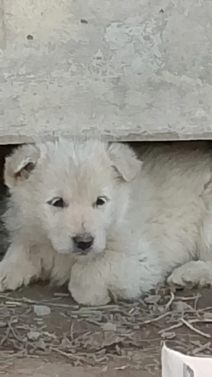 Щенки ищут дом - Собаки (Животные) в Орск-Новотроицк