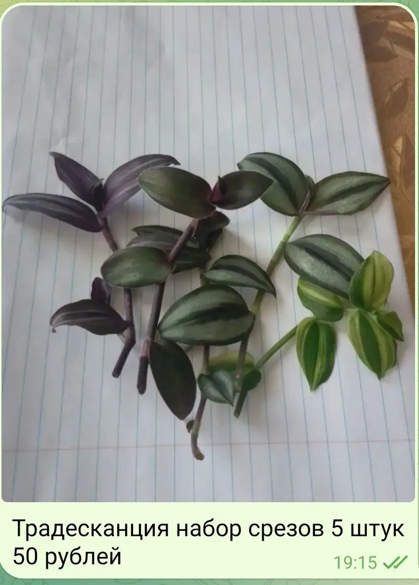 Традесканция укоренённая в стаканчиках - Растения (Хобби и отдых) в Орск